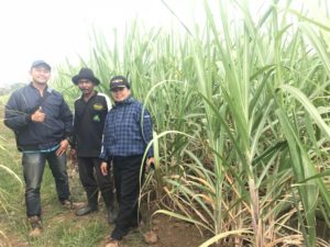 Read more about the article Varietas Asembagoes Product Penelitian PTPN XI Tahun 2018