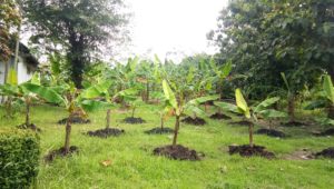 Read more about the article Tanaman Diversifikasi Puslit Sukosari