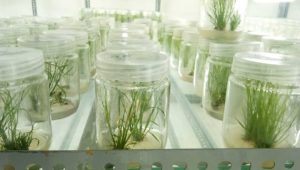 Read more about the article Kegiatan Lab. Kultur Jaringan Tanaman Tebu