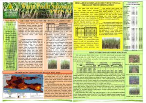 Read more about the article Warta Puslit Sukosari PTPN XI Edisi Juli 2016