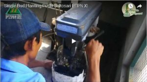 Read more about the article Single Bud Planting Puslit Sukosari PTPN XI