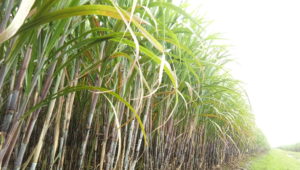 Read more about the article Proses Penanaman Bibit Tebu di Kebun Puslit Sukosari PTPN XI