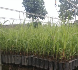 Read more about the article Bibit Dari Labarotorium Kultur Jaringan PUSLIT Sukosari Yang Siap Ditanam Di Bulan Oktober 2018