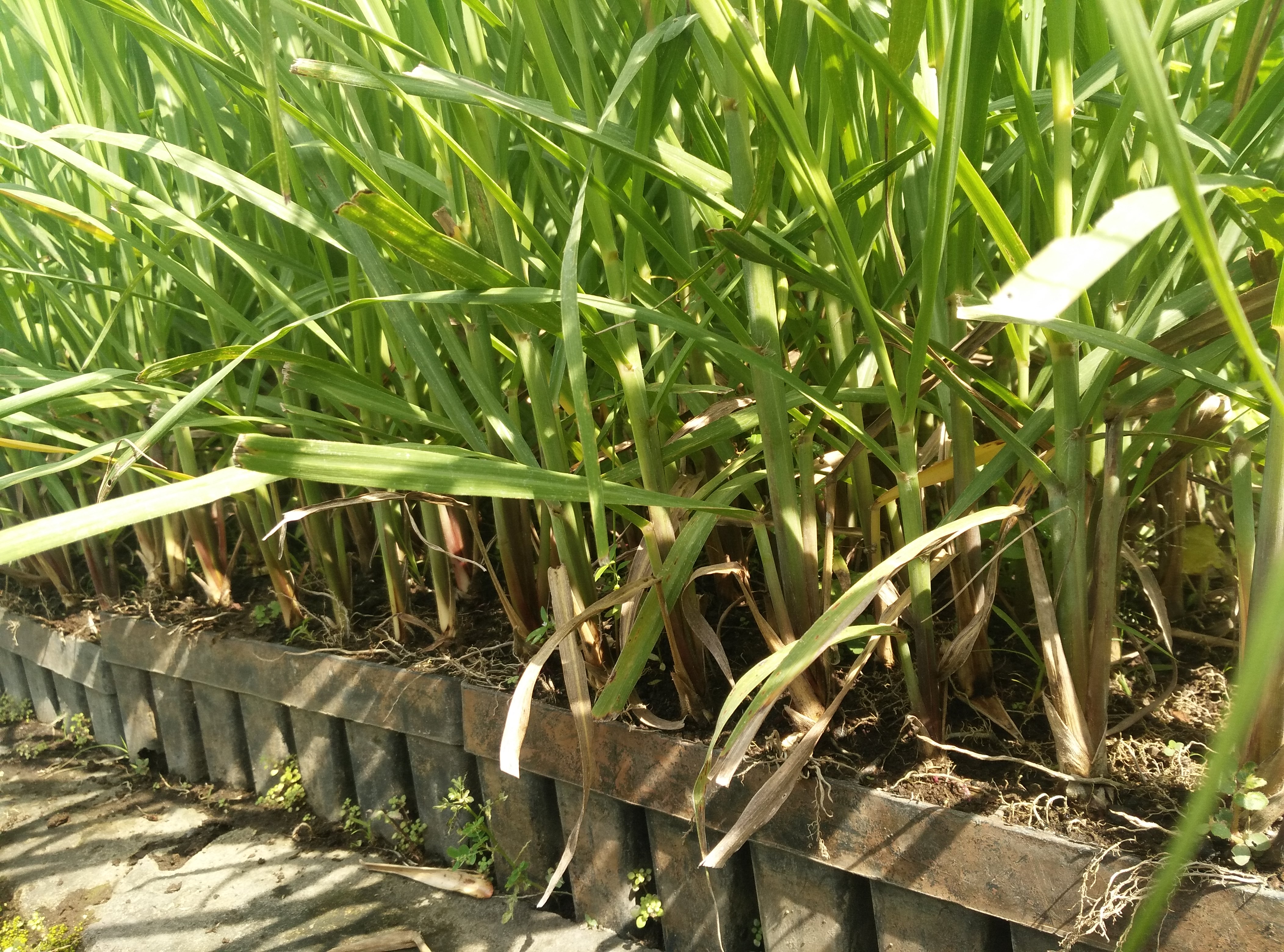 Read more about the article Bibit SBP Pusat Penelitian Sukosari Yang Siap Ditanam Pada Awal Bulan Desember 2018