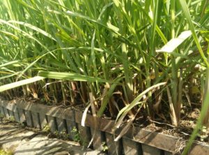 Read more about the article Bibit SBP Dari Pusat Penelitian Sukosari Yang Siap Ditanam Dibulan Maret 2019