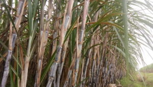 Read more about the article Bibit Konvensional Dari Pusat Penelitian Sukosari Yang Siap Ditanam Dibulan Maret 2019