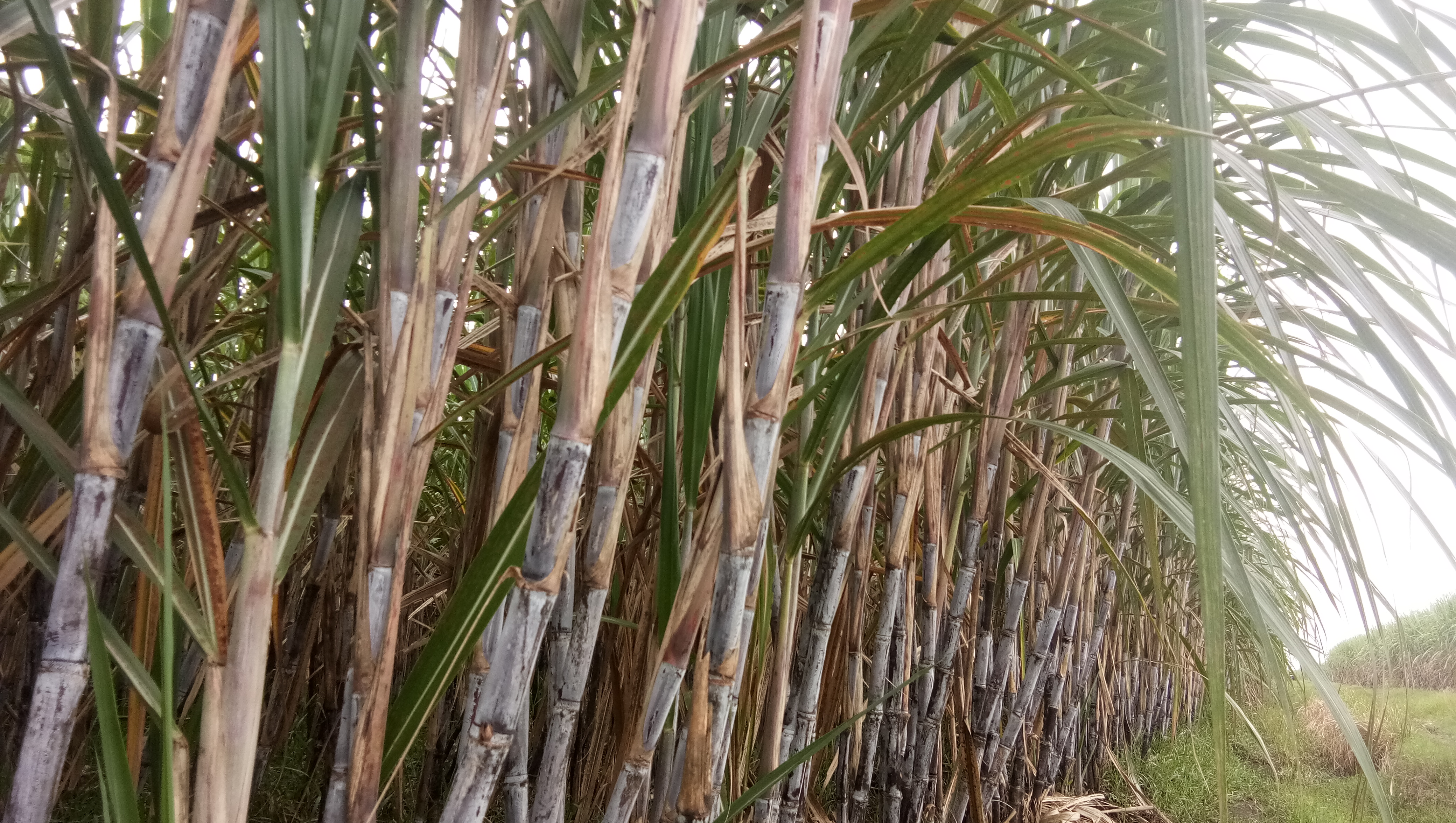 Read more about the article Bibit Konvensional Dari Puslit Sukosari Yang Siap Ditanam Pada Bulan Oktober 2019