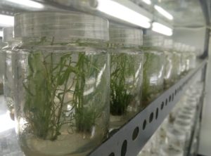 Read more about the article Bibit Dari Laboratorium Kulture Jaringan Pusat Penelitian Sukosari Yang Siap Ditanam Dibulan Februari 2019