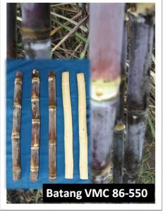 Read more about the article Deskripsi Varietas Unggul VMC 86-550   Hasil Penelitian PTPN XI (Persero) Dirilis Oleh  Menteri Pertanian No 2794/Kpts/SR.120/8/2012 Pada Tanggal 6 Agustus 2012