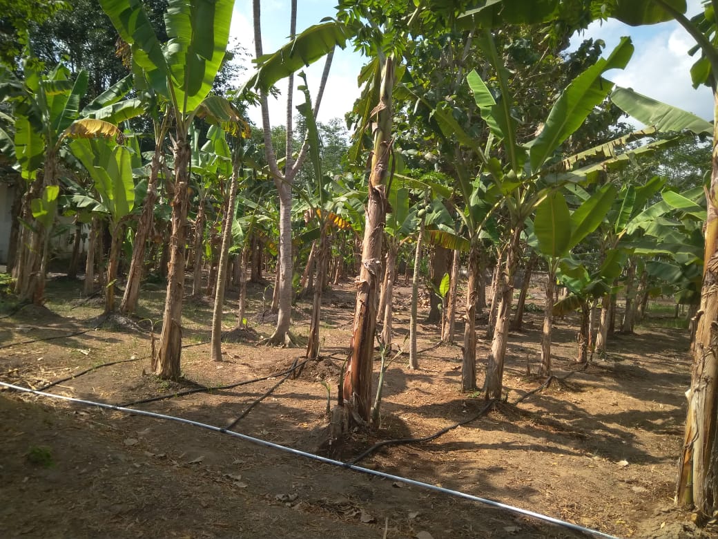 Read more about the article IRIGASI TETES DI KEBUN BUAH PUSLIT SUKOSARI