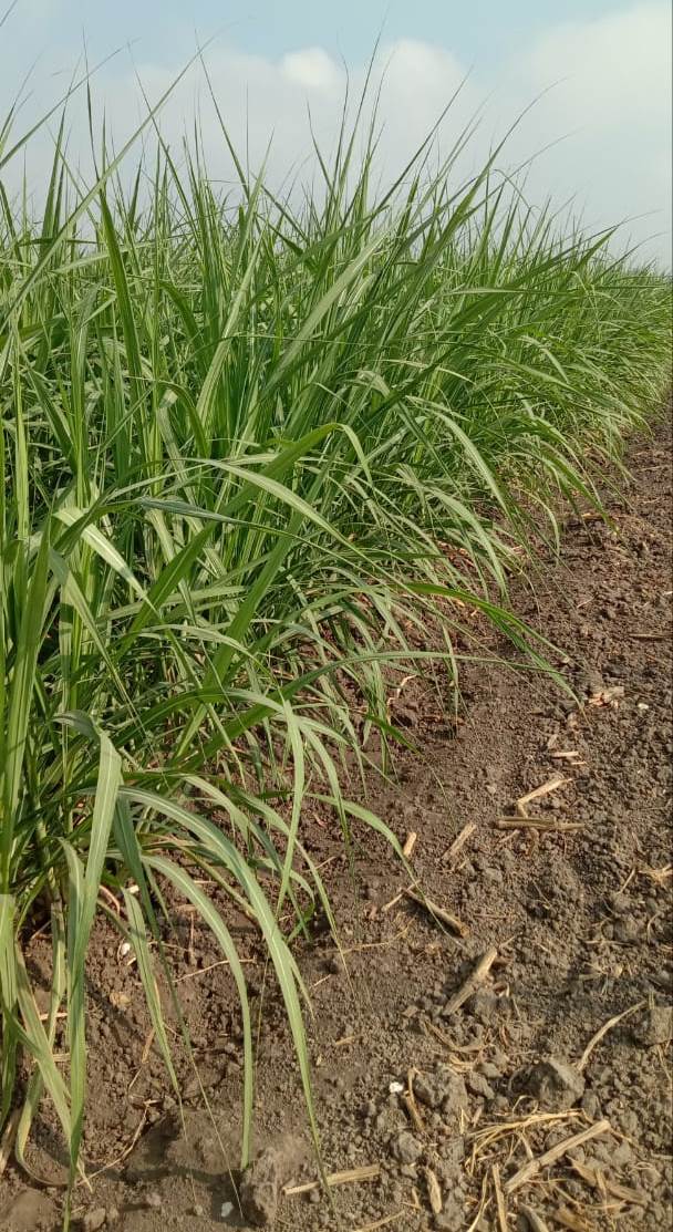 Read more about the article Bibit Konvensional Dari Puslit Sukosari Yang Siap Ditanam Pada Bulan Desember 2019