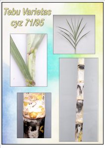 Read more about the article Deskripsi Tebu Varietas CYZ 71/95