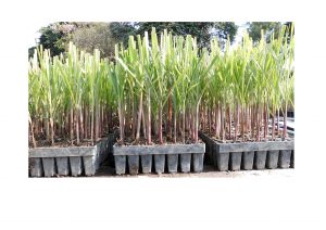 Read more about the article Bibit SBP Dari Puslit Sukosari Yang Siap Tanam Dibulan Oktober 2020