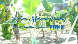 Read more about the article Kebun Museum Pisang Puslit Sukosari