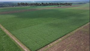 Read more about the article Tebu Transgenik PTPN XI Tahan Kering