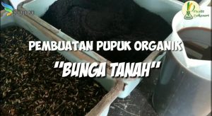Read more about the article Pembuatan pupuk organik “Bunga Tanah”